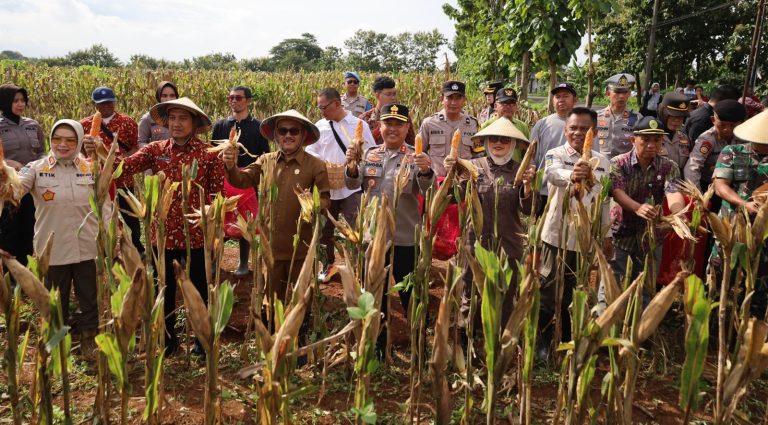 Polres Sukoharjo Panen Jagung di Polokarto, Dukung Swasembada Pangan
